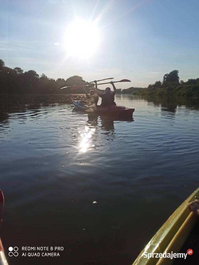 Lawenda lekarska wąskolistna Sadzonki kwiaty Korczew