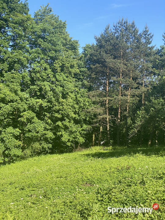 Działka budowlana z prywatnym lasem 18 arów małopolskie Rybna sprzedam