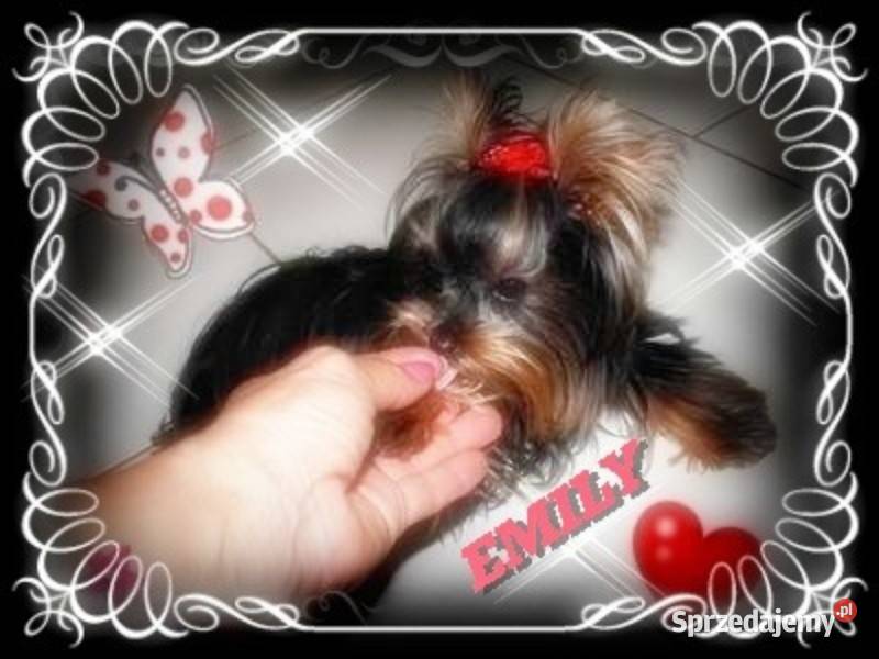 York yorkshire terrier MINI MICRO CUDEŃKA
