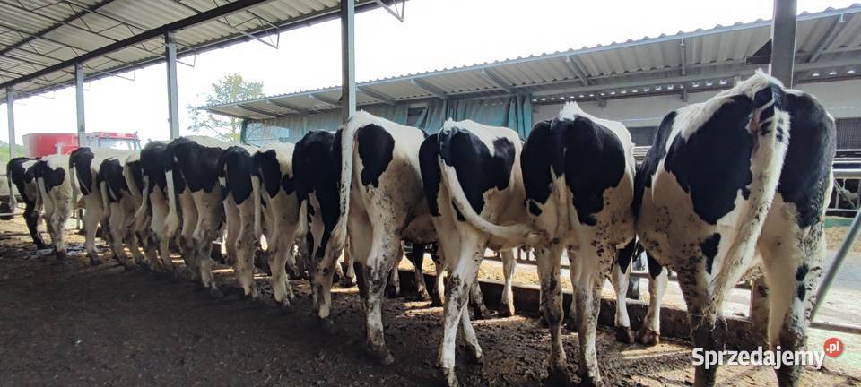 Jałowki cielne Lipno