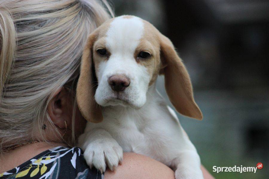 Szczeniaczek Beagle piesek Championie Polski Aleksandria sprzedam