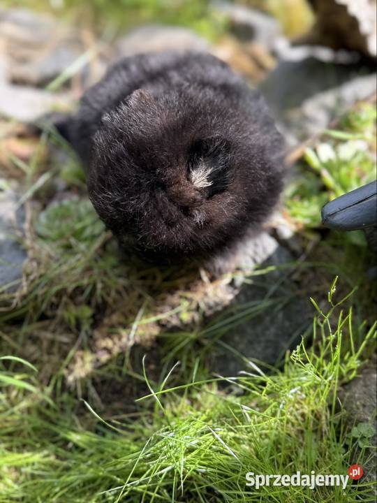 Szpic miniaturowy Pomeranian Gorzów Wielkopolski