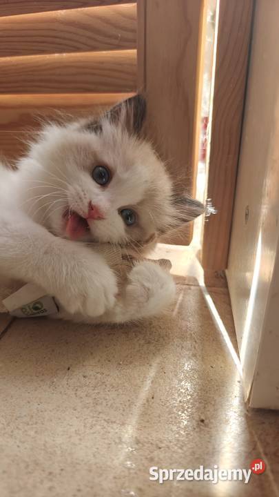 Cudowne kociaki Ragdoll FPL prawdziwy rodowód lubelskie sprzedam