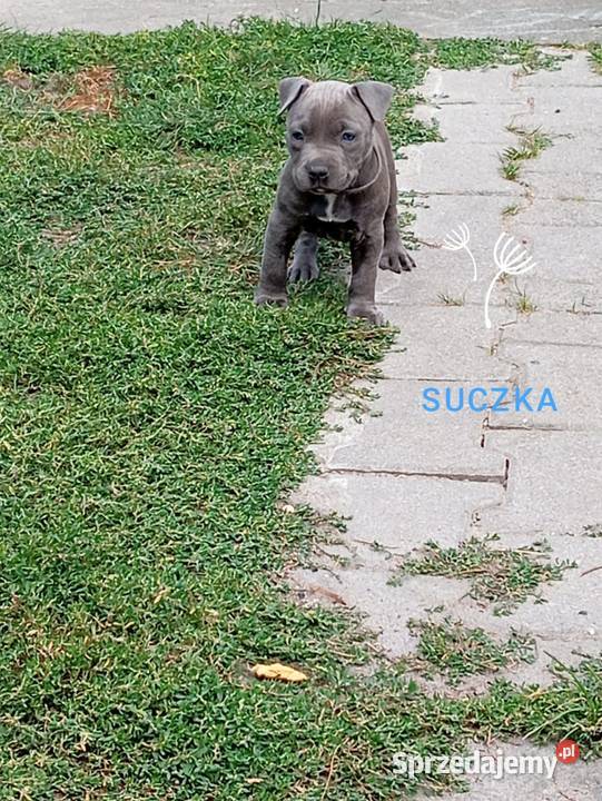 American Staffordshiere Terrier wielkopolskie sprzedam