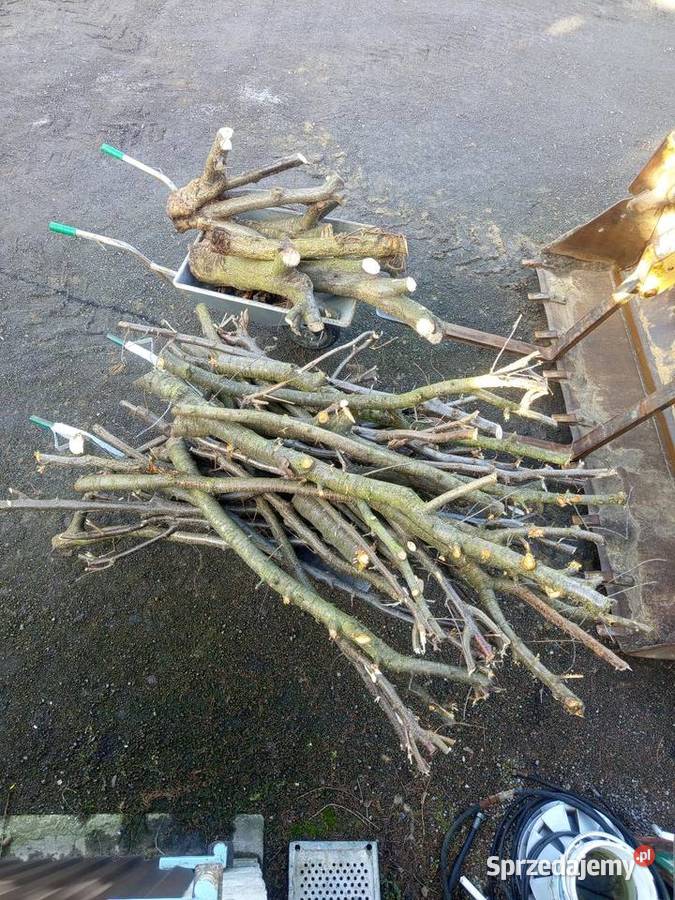 Orzech laskowy Spszedam śląskie Myszków