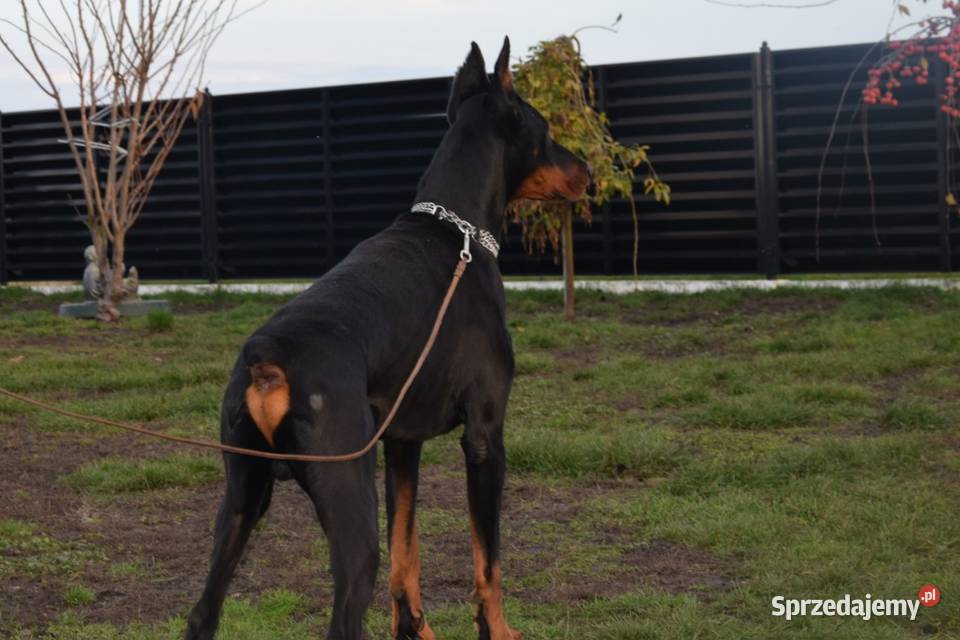 Doberman Szczeniaki Rezerwacia Wrocław