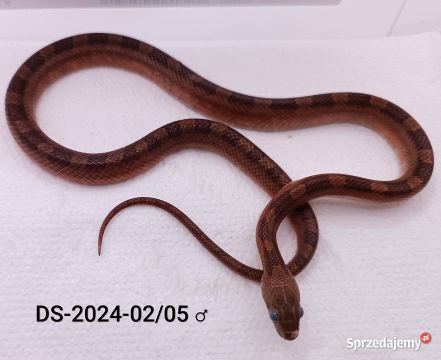 Węże zbożowe Bloodred 66het Amel Hypo Rybnik sprzedam