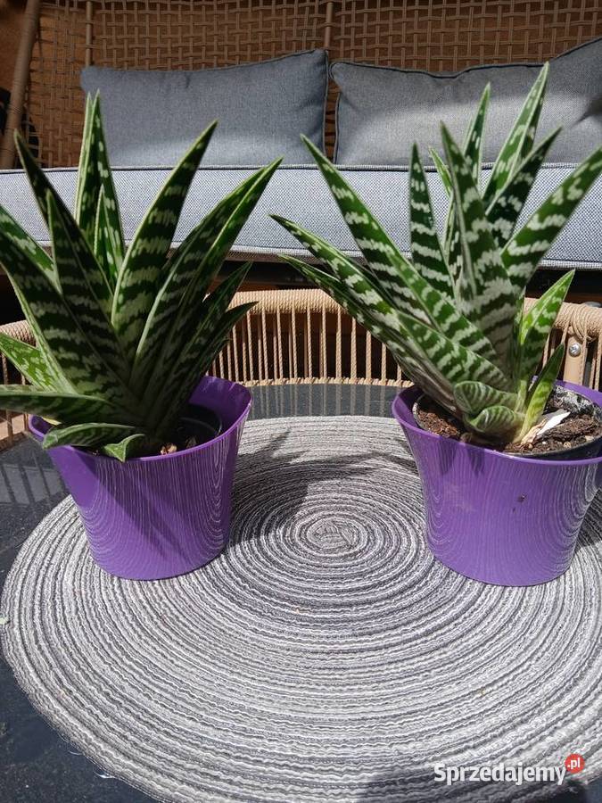 Aloes pstry Nowy Sącz sprzedam