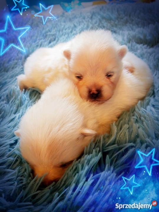 Luxusowe Pieski Boo Pomeranian DO REZERWACJI Namysłów