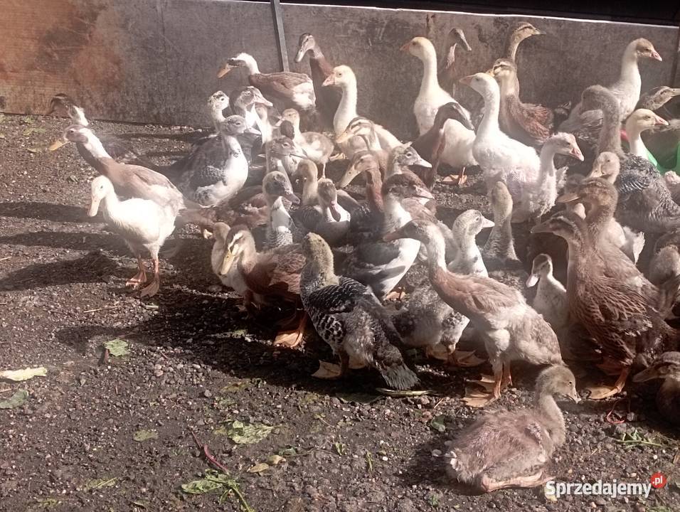 Mix ODCHOWANYCH Różnych Kaczek 8 Gęsi 4 tyg Golasowice