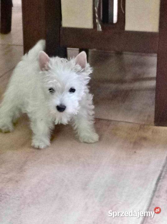 West Highland White Terrier piesek Świecie