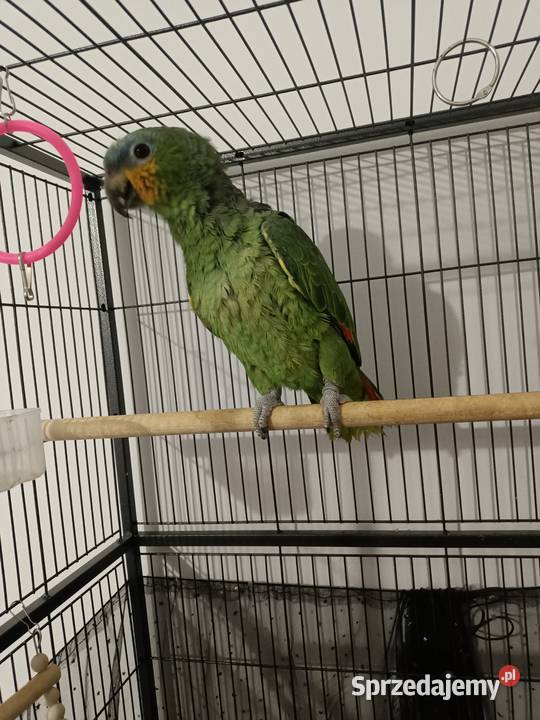Papuga amazonka parka Wyszków sprzedam