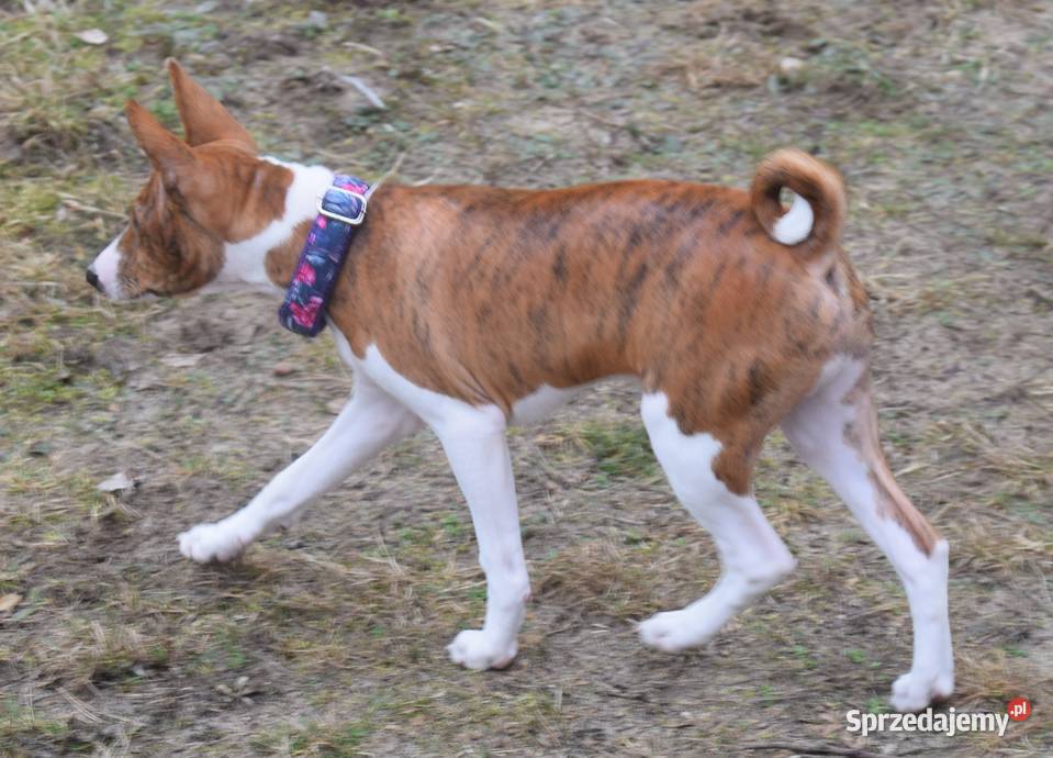Basenji szczeniaki championach Dostępne stycznia Pozostałe sprzedam