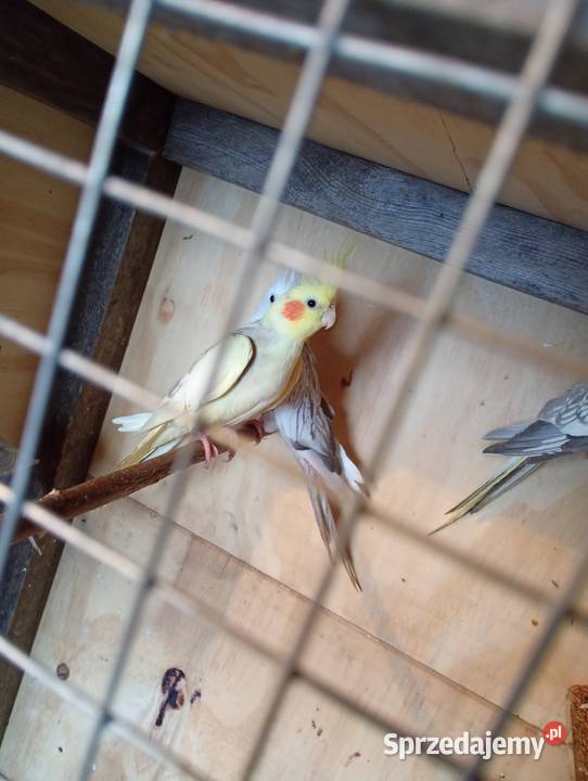 Nimfy zamienię papugi Ptaki Starachowice