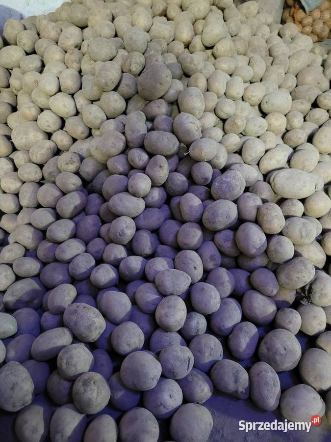 Ziemniaki jadalne galalillydenar warmińsko-mazurskie Napraty