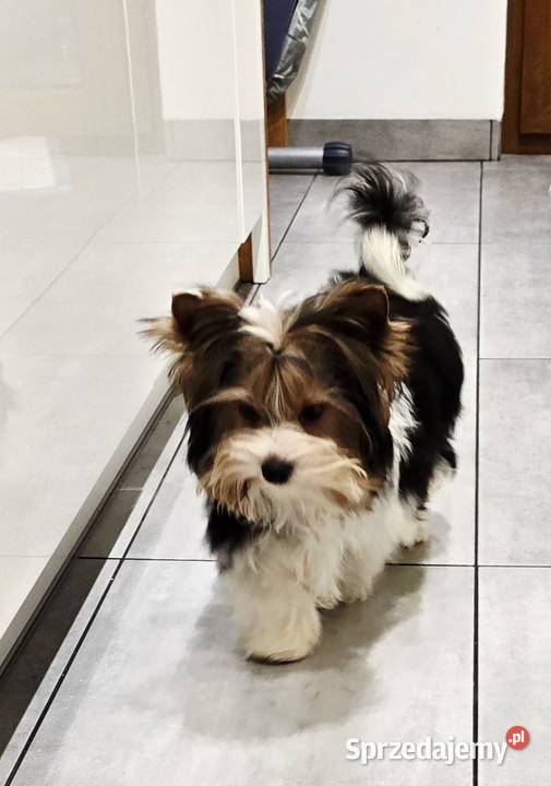 Cudowny BIEWER York Do odbioru w kwadracie York Orzesze sprzedam