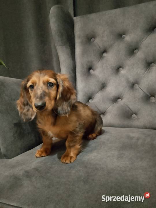 Jamnik długowłosy merle piesek Żyrardów