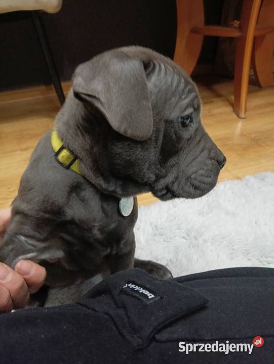Pieski cane corso Radom