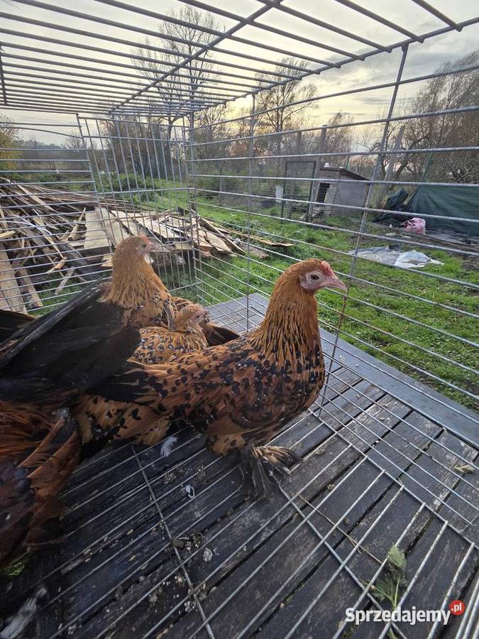 Pary hodowlane kur ozdobnych zachodniopomorskie Pyrzyce sprzedam