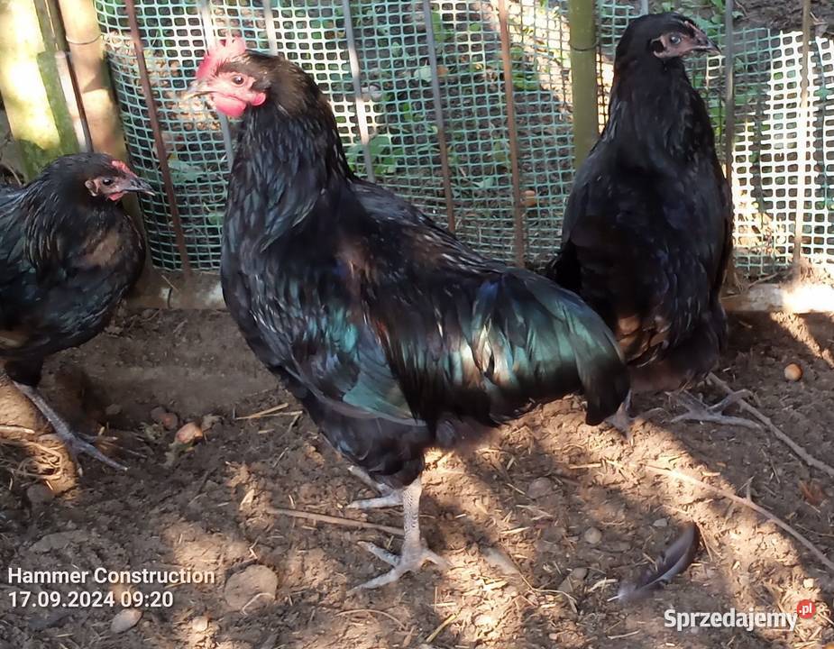 Koguty AUSTRALORP Wiechucice