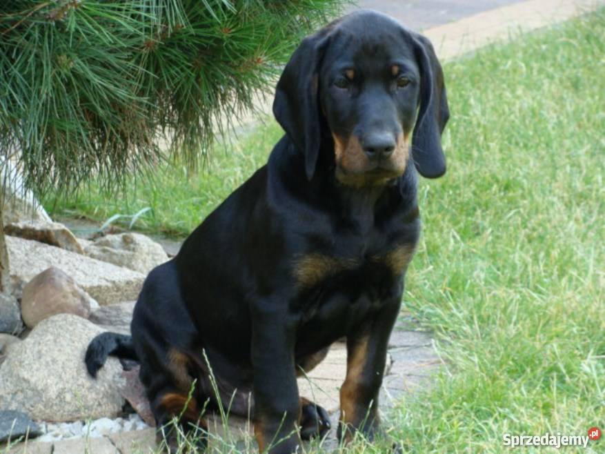 Gończy polski gończe polskie szczeniaki ZKwP FCI Piaski
