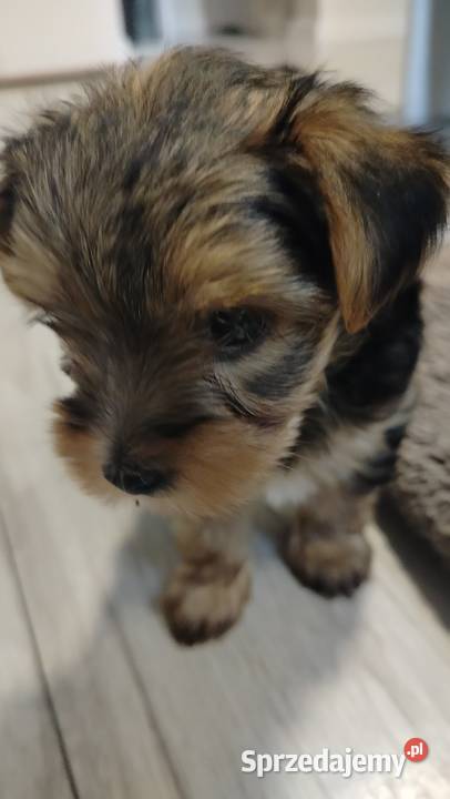 Śliczne Yorkshire terrier miniaturki Łask