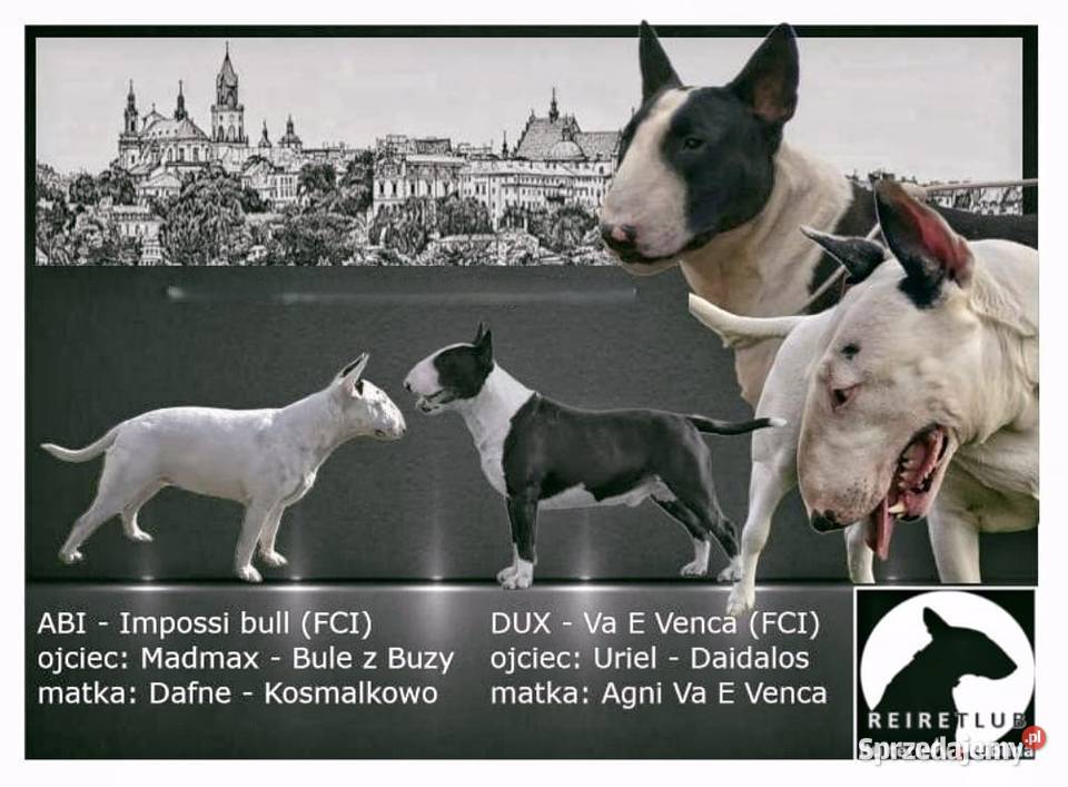 Bulteriery ZKwP FCI Lublin