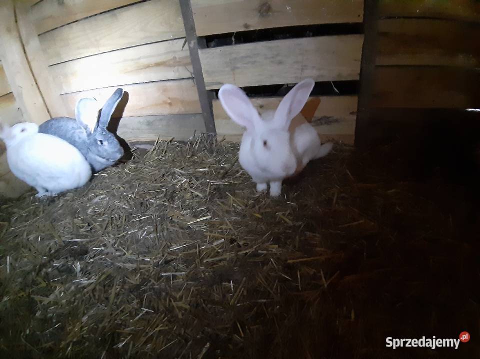 Króliki belgijskie Bolesławiec