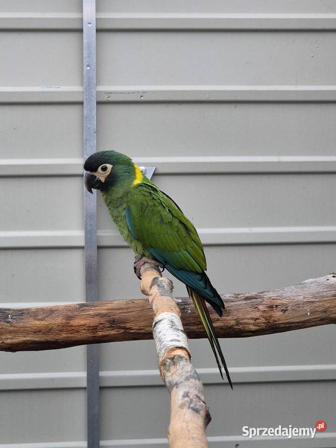 Ara żółtokarka Rakoniewice