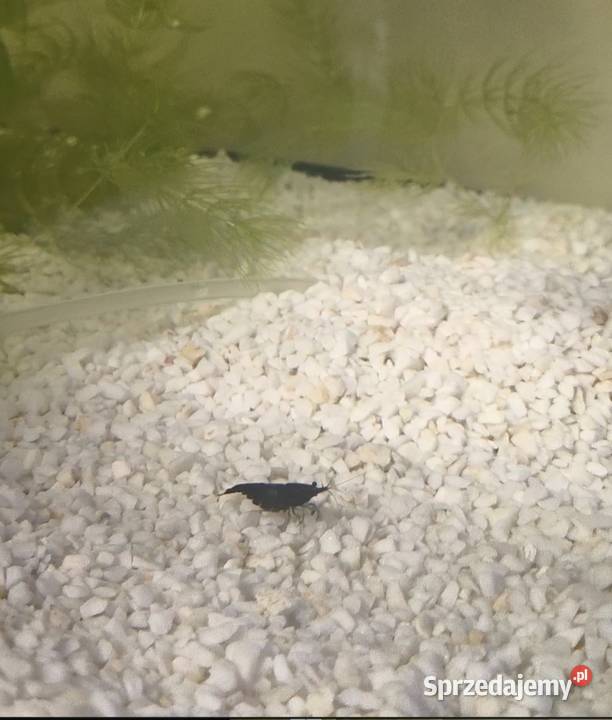 Krewetka blue velvet Ryby Sosnowiec sprzedam
