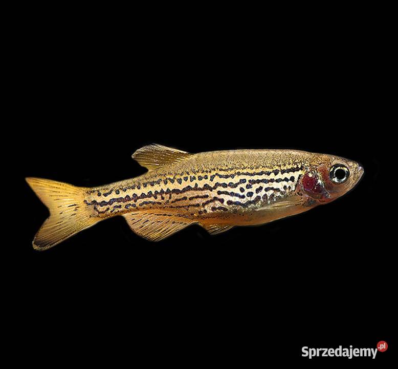 Danio lamparci Brachydanio lamparcie BOGATA Ryby Gdańsk