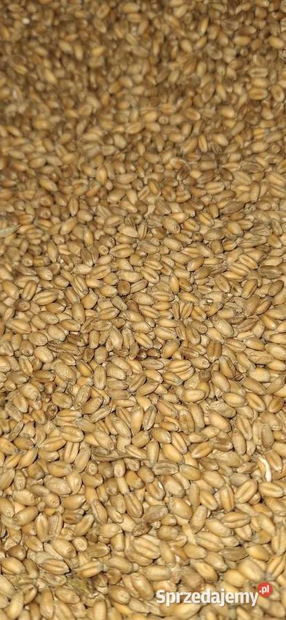Pszenica mocca reform Zboża Charsznica sprzedam