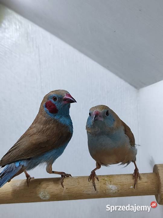 Motylik krasnouchy Astryld Astryldy para