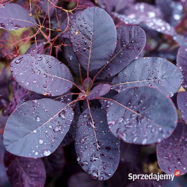 PERUKOWIEC PODOLSKI Royal Purple sadzonki w Liściaste Ustronie