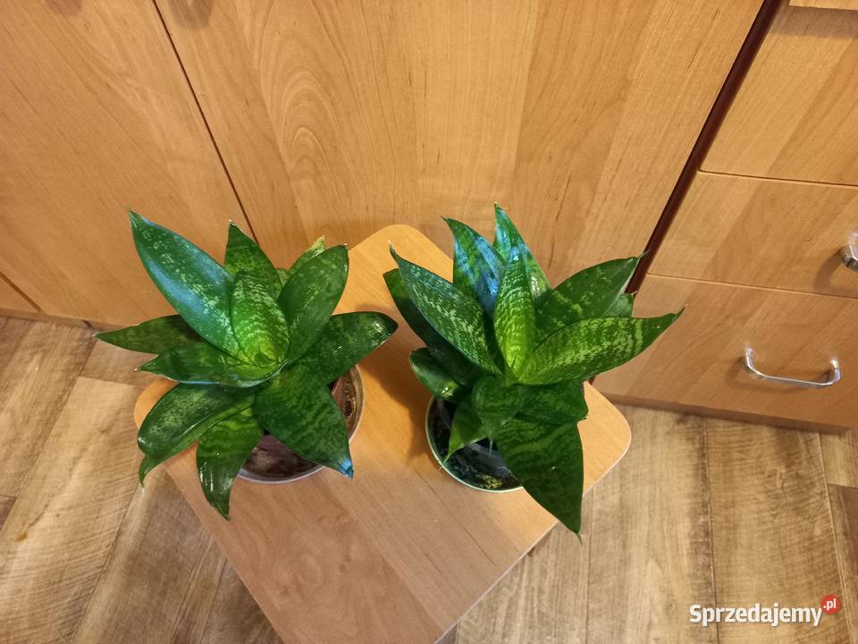 Kwiaty Sansewiera niska krzewiasta oczyszczacz Puławy
