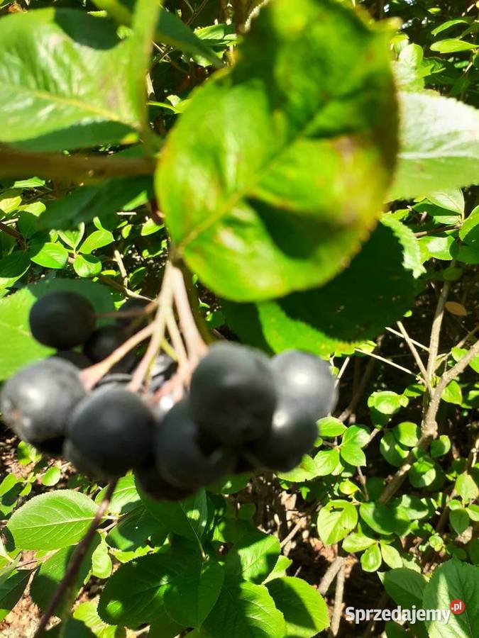Aronia Borówka Zrywane Ręcznie 0 nawozów Kraków sprzedam