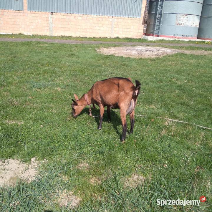 koza alpejska drugim ukotem Biszcza sprzedam