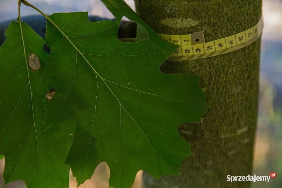 Dąb czerwony Quercus rubra obwód 810 z gruntu