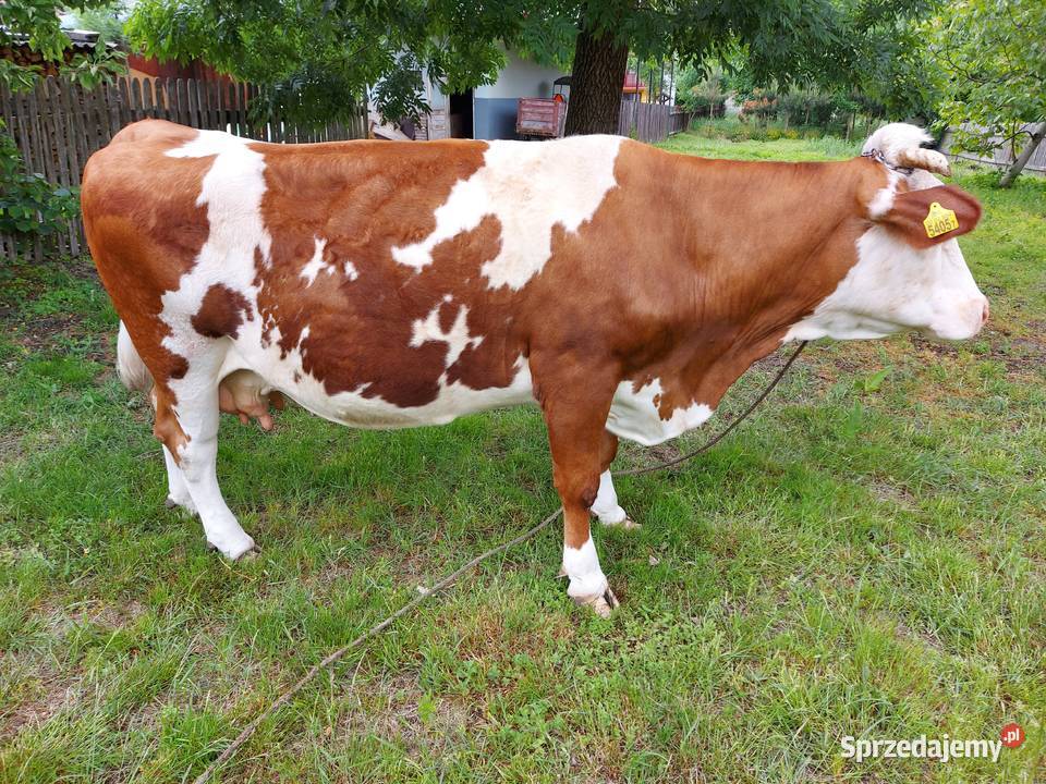 Krowa cielna podkarpackie Raniżów