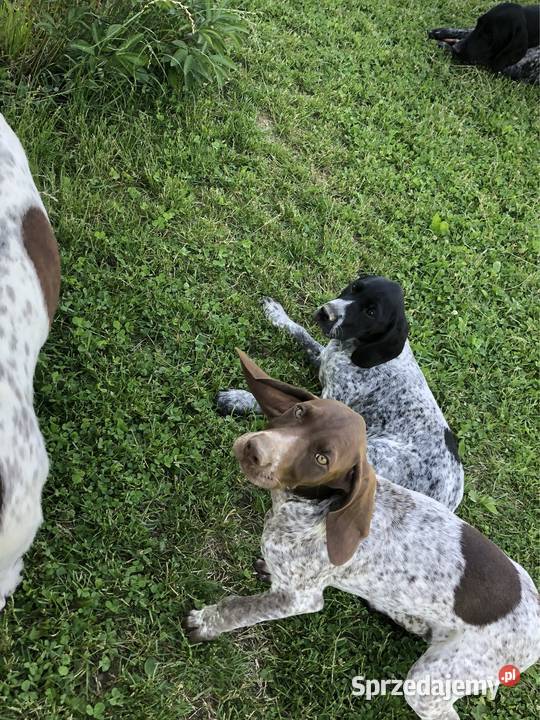 Szczeniaki wyżeł niemiecki krótkowłosy Wadowice