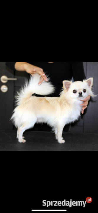 Chihuahua maleńki chłopczyk ZkwP Raczyce