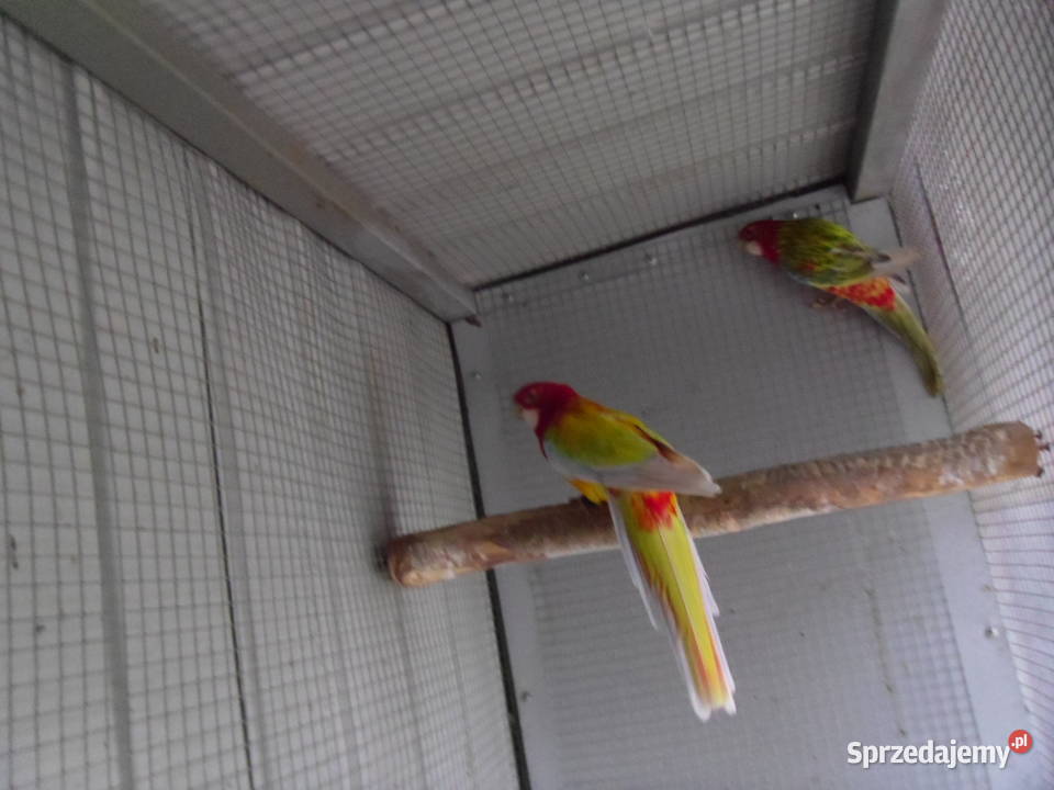 Rozella Rozelle Białolice Ptaki Pyskowice sprzedam