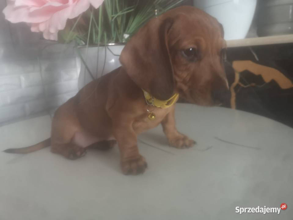 Jamnik krótkowłosy suczka merle