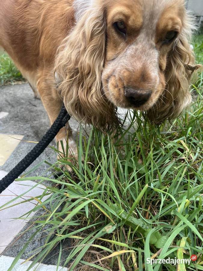 Sunia Cockier spaniel angielski kujawsko-pomorskie