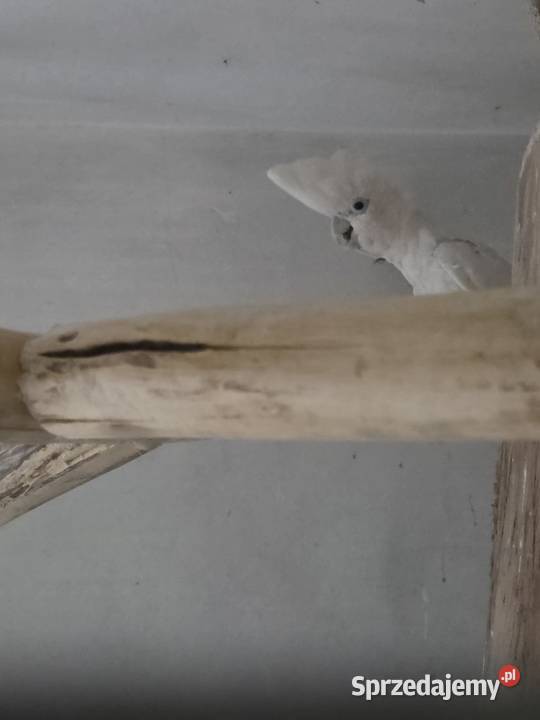 Dorosła para Kakadu Mała Salomońska łac Cacatua Rawicz
