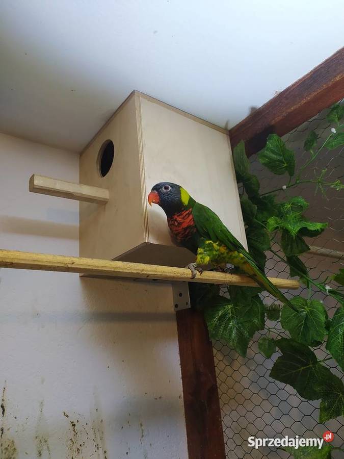 Papugi Lorysy Ptaki Brzesko