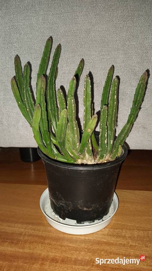 Stapelia 2 sukulent roślina rosnąca Kaktusy i sukulenty Warszawa