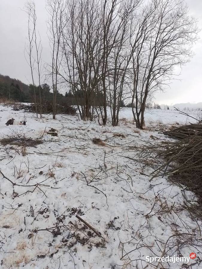 Wycinka drzew i koszenie trawy Boguszów-Gorce