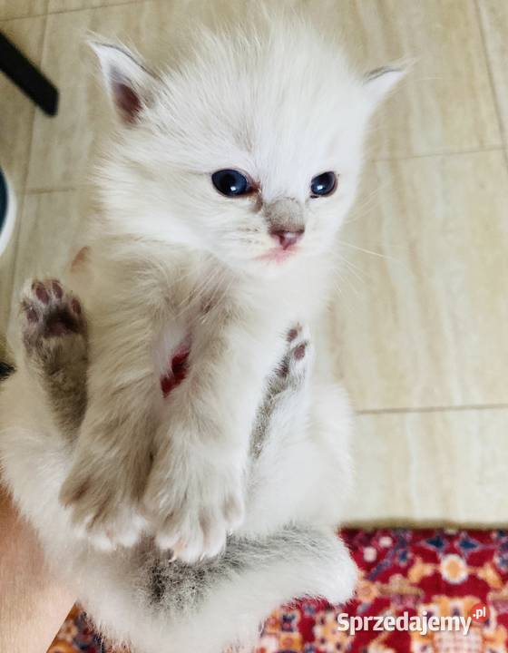Kocięta rasy ragdoll Zwierzęta