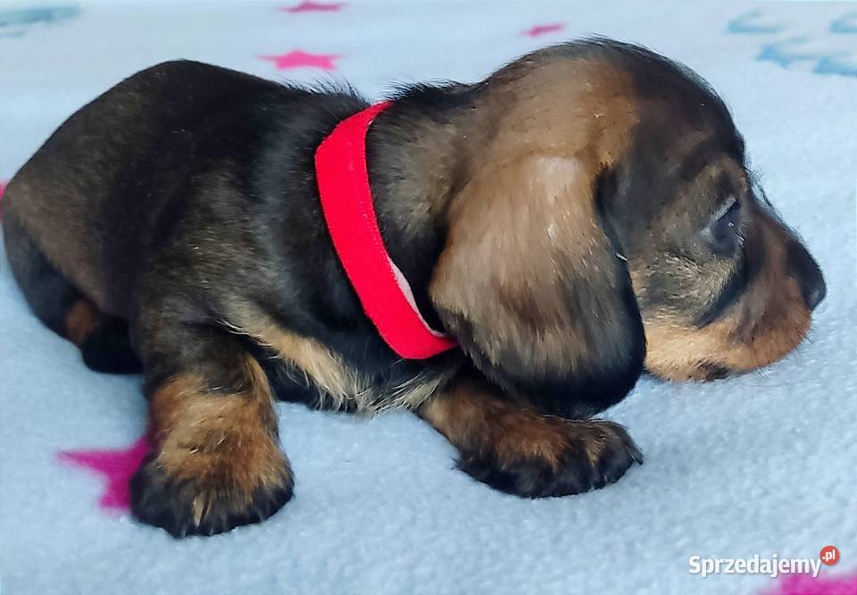 Jamniczki szorstkowłose miniaturowe Zwierzęta Warszawa